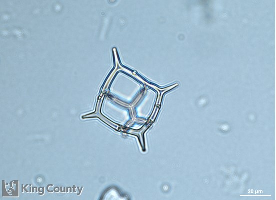 Photo of Dictyocha Fibula - Dictyocha fibula